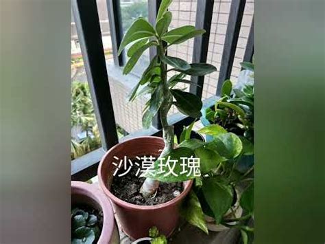 適合西曬的植物|【西曬陽台觀葉植物】西曬超爆力的陽台也能有綠意！15款耐曬又。